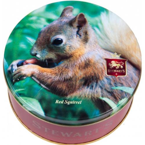 Red Squirrel
